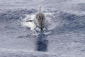 gestreifter Delphin beim Springen in das tiefblaue Meer foto