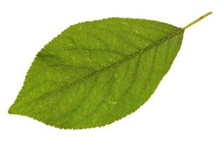 grünes Blatt des Pflaumenbaums foto