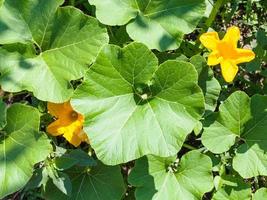 Draufsicht auf Blüten und Blätter der Zucchini-Pflanze foto