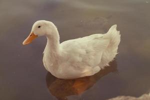Weiße Ente, die im See schwimmt foto