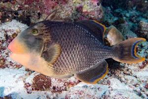 Trigger-Fisch-Titan verteidigt sein Nest unter Wasser foto