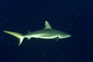 Junger neugeborener grauer Hai, der bereit ist, unter Wasser im Blau anzugreifen foto