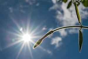 grüner Stiel, der zur Sonne im Himmel geht foto