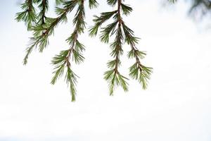 Baby Pine kleine grüne Äste Nadeln auf weiß foto