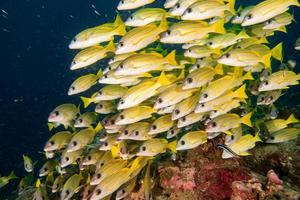 bunter Süßlippenfisch auf den Malediven foto