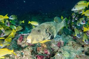 riesiges ozeanisches Kugelfisch-Unterwasserporträt foto