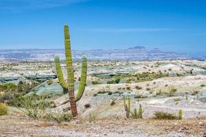 kalifornischer riesiger wüstenkaktus aus nächster nähe foto