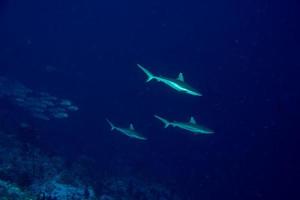 junger grauer Hai, der bereit ist, unter Wasser im Blau anzugreifen foto