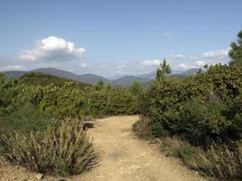 Erdbeerobstbaum in Ligurien, Italien foto