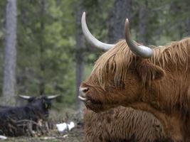 Highlander Schottland haarige Kuh Yak Detail foto