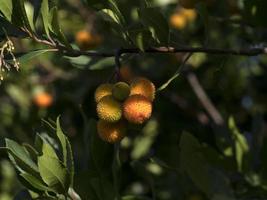 Erdbeerobstbaum in Ligurien, Italien foto