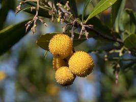 Erdbeerobstbaum in Ligurien, Italien foto