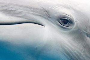 Delphin lächelndes Auge Nahaufnahme Porträt Detail foto