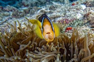 Clownfische in roten Anemonen in Indonesien foto