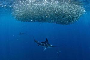 Gestreifte Marlin- und Seelöwenjagd im Sardinenköderball im Pazifischen Ozean foto