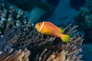 clownfische in roter anemone auf den malediven indonesien foto