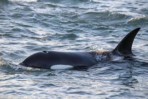 Orca Killerwal im Mittelmeer foto