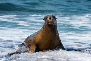 weiblicher Seelöwe am Strand foto