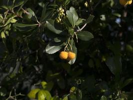 Erdbeerobstbaum in Ligurien, Italien foto