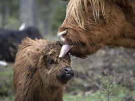 Highlander Schottland haarige Kuh Mutter und neugeborenes Kalb foto