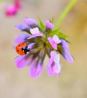 coccinella septempunctata hautnah foto