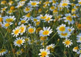 das Kronen-Gänseblümchen glebionis coronaria foto