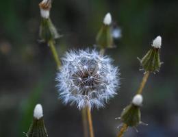 Taraxacum officinale aus nächster Nähe foto