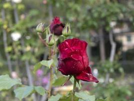 seltene Rosenblüten bei Kulturgartenarten foto