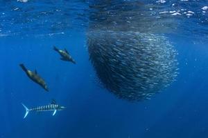 Gestreifte Marlin- und Seelöwenjagd im Sardinenköderball im Pazifischen Ozean foto