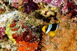 Clownfische in roten Anemonen in Indonesien foto