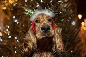 Cockerspaniel weihnachtlich gekleidetes Rentier auf glänzendem hellem Hintergrund foto