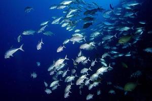 riesiger trevally thunfisch caranx isoliert auf blau foto