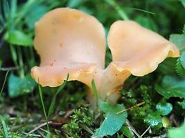 Crarellus Cornucopioides-Pilz foto