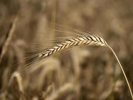 Reife Weizenspitze bereit, Detailmakro zu ernten foto