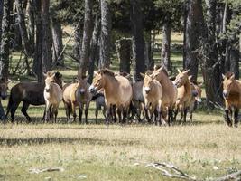 Przewalski-Pferdeporträt im Sommer foto