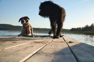 Hundeliebhaber liegen auf einem Steg und blicken auf den See in Schweden. goldendoodle und mischen foto