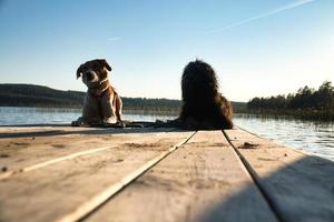 Hundeliebhaber liegen auf einem Steg und blicken auf den See in Schweden. goldendoodle und mischen foto