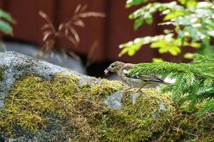 Junger Buchfink auf einem Stein mit einer Raupe im Schnabel. braunes, grünes Gefieder foto