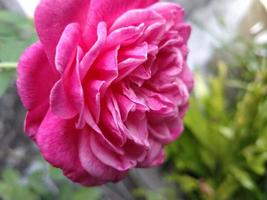 rosafarbene Rosenblätter blühen in einem Garten. Dieses Foto kann für alles verwendet werden, was mit Gartenarbeit, Kindergarten, Hinterhof, Natur, Grün, Schönheit zu tun hat.