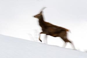 Verschieben Sie den Effekt auf das Hirschporträt, während Sie auf Schneehintergrund wie Petroglyph laufen foto