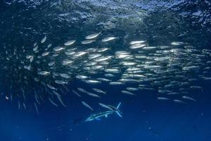 Gestreifte Marlin- und Seelöwenjagd im Sardinenköderball im Pazifischen Ozean foto