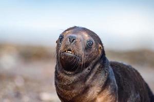 Baby neugeborener Seelöwe am Strand foto