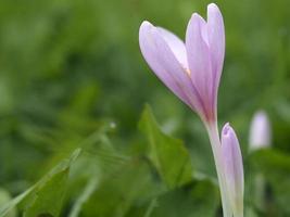 Krokus-Vernus-Blume aus nächster Nähe foto