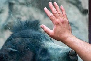 hand am fenster mit faultier schwarzer asiatischer bär foto