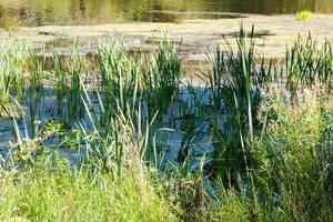 Schilf im Teich mit Schleim und Entengrütze bewachsen foto