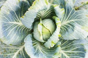 Kohlkopf Weißkohl im Garten nach Regen foto