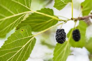 Reife schwarze Früchte am Maulbeerbaum aus nächster Nähe foto