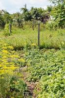 grüner garten auf ländlichem hinterhof foto