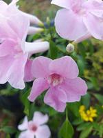 Nahaufnahme von schönen rosa Laubenrebenblumen im Garten auf unscharfem Hintergrund. Der lateinische Name ist pandorea jasminoides. für Naturhintergründe verwendet. foto