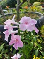 Nahaufnahme von schönen rosa Laubenrebenblumen im Garten auf unscharfem Hintergrund. Der lateinische Name ist pandorea jasminoides. für Naturhintergründe verwendet. foto